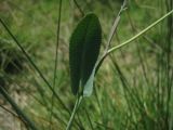 Gongylosciadium falcarioides