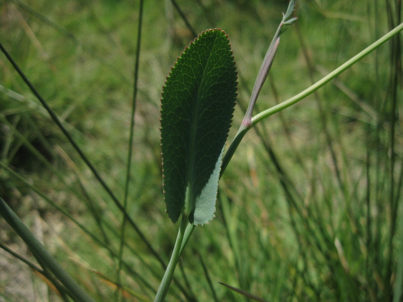 Изображение особи Gongylosciadium falcarioides.