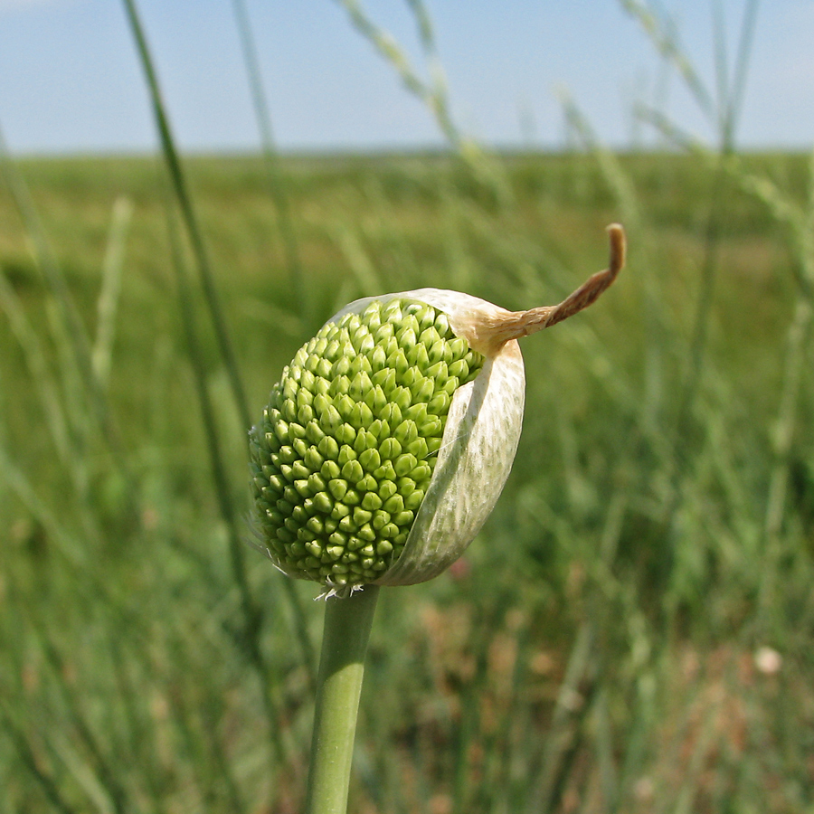 Image of Allium guttatum specimen.