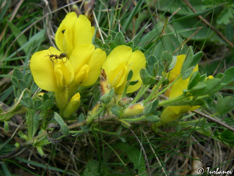 Image of Chamaecytisus polytrichus specimen.