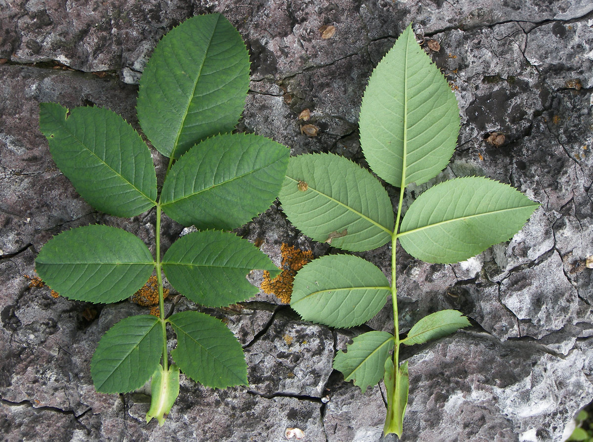 Image of Rosa lupulina specimen.