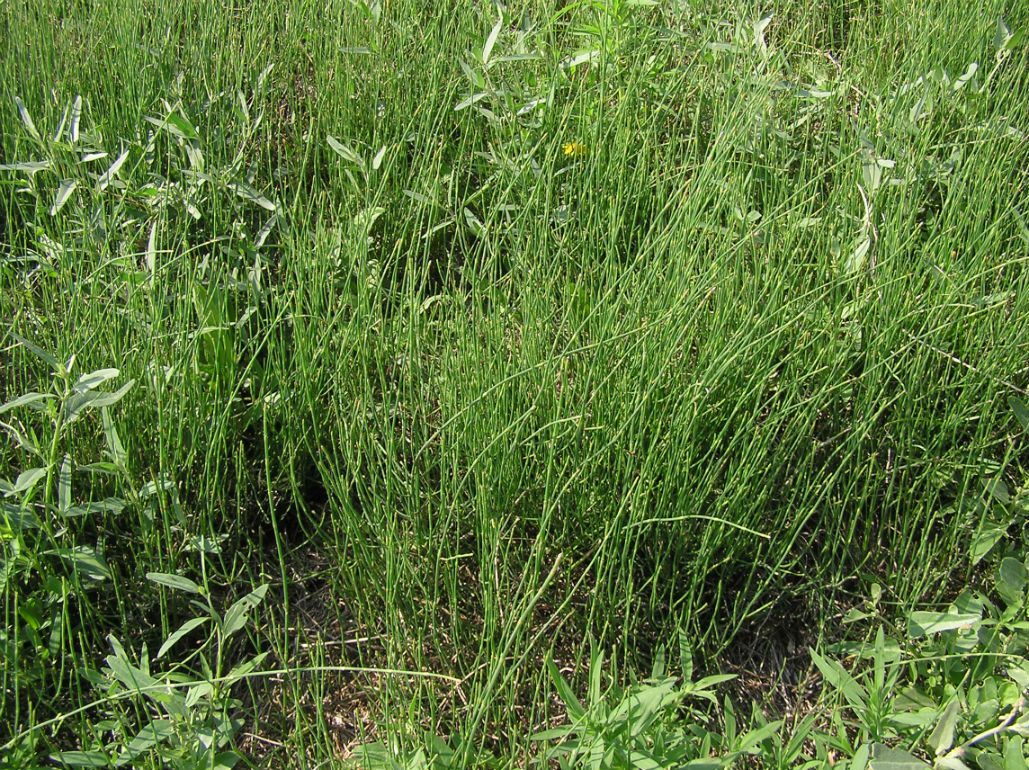 Image of Equisetum ramosissimum specimen.