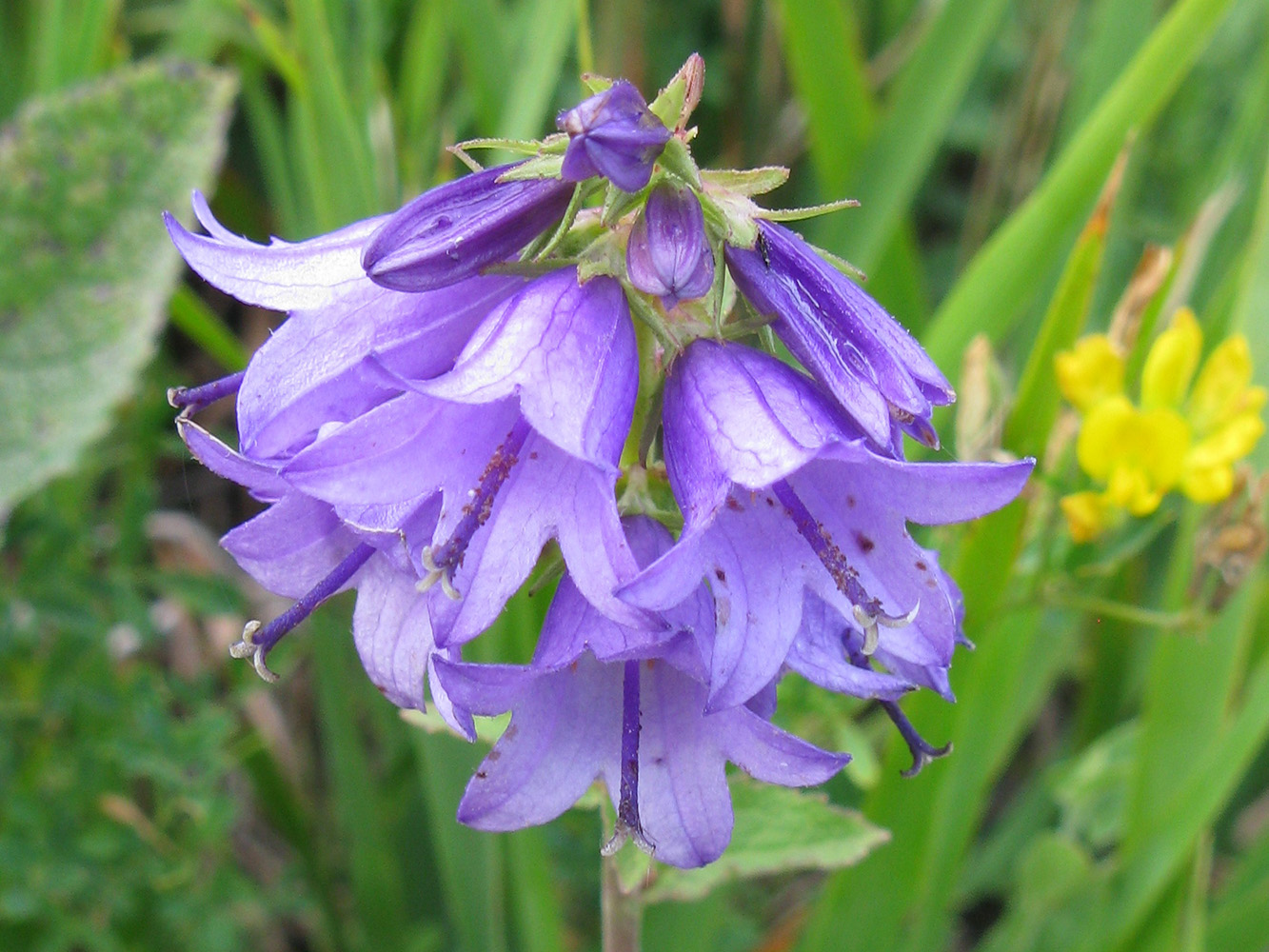 Image of genus Campanula specimen.