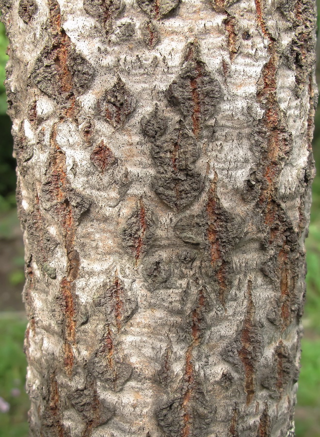 Image of Populus alba specimen.