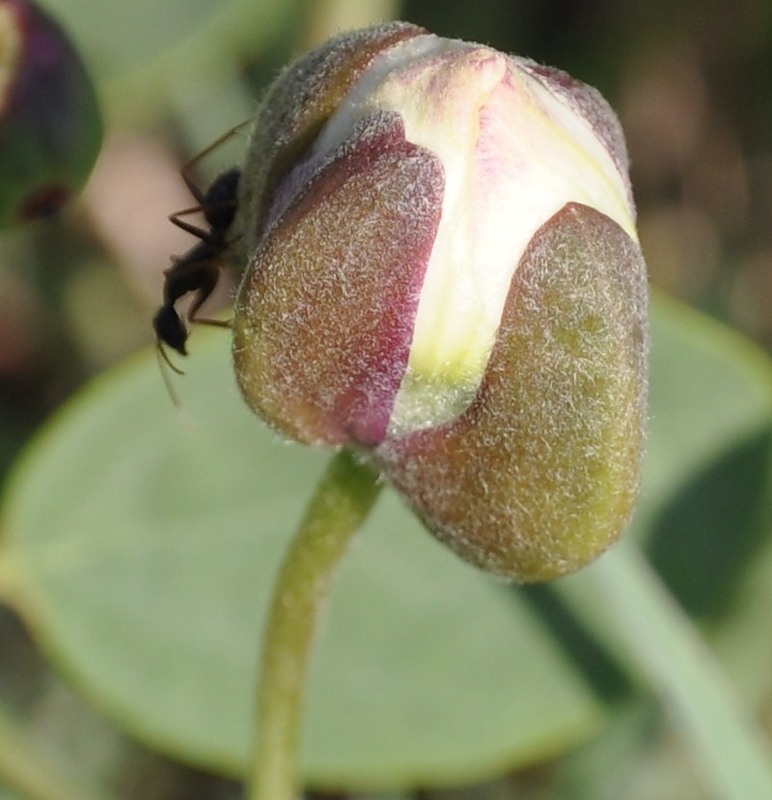 Image of Capparis sicula specimen.