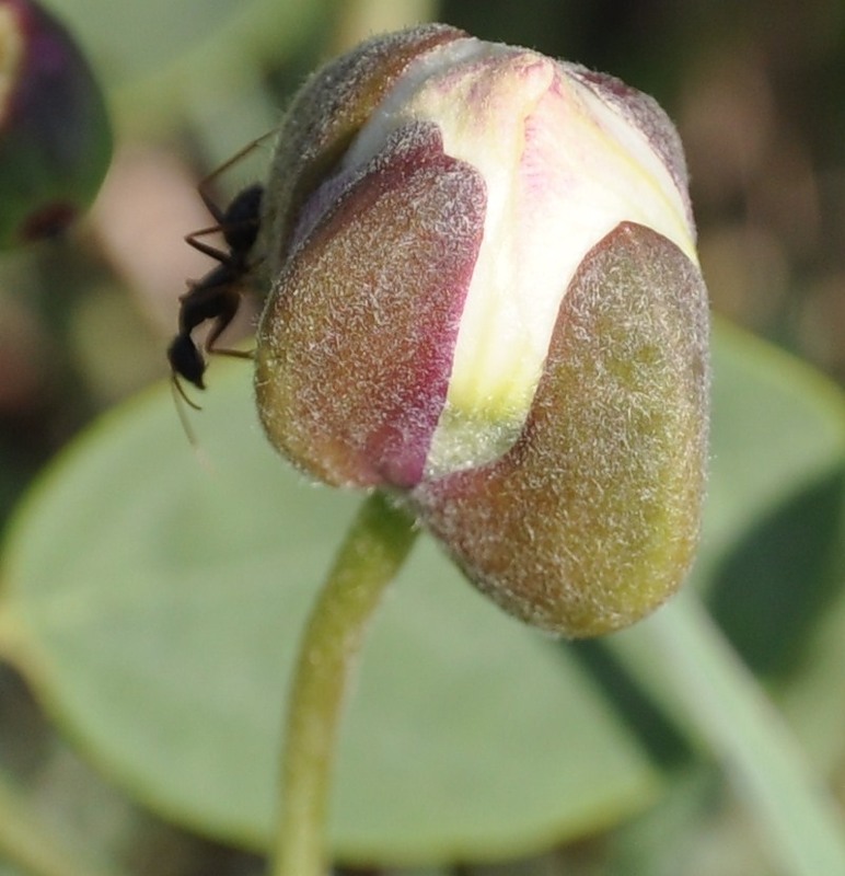 Изображение особи Capparis sicula.