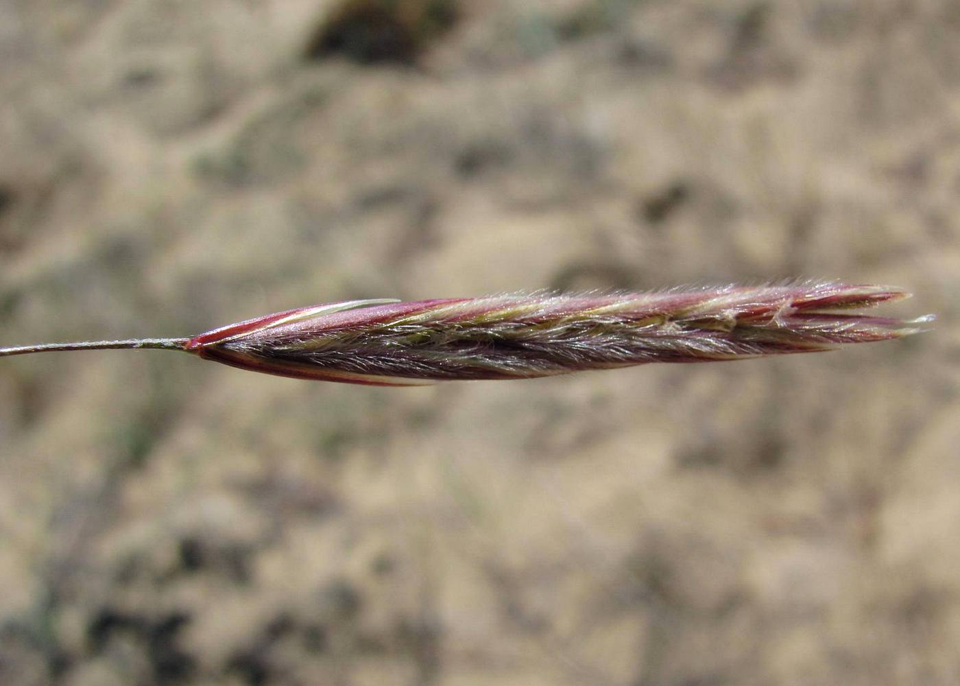 Image of Bromopsis korotkiji specimen.