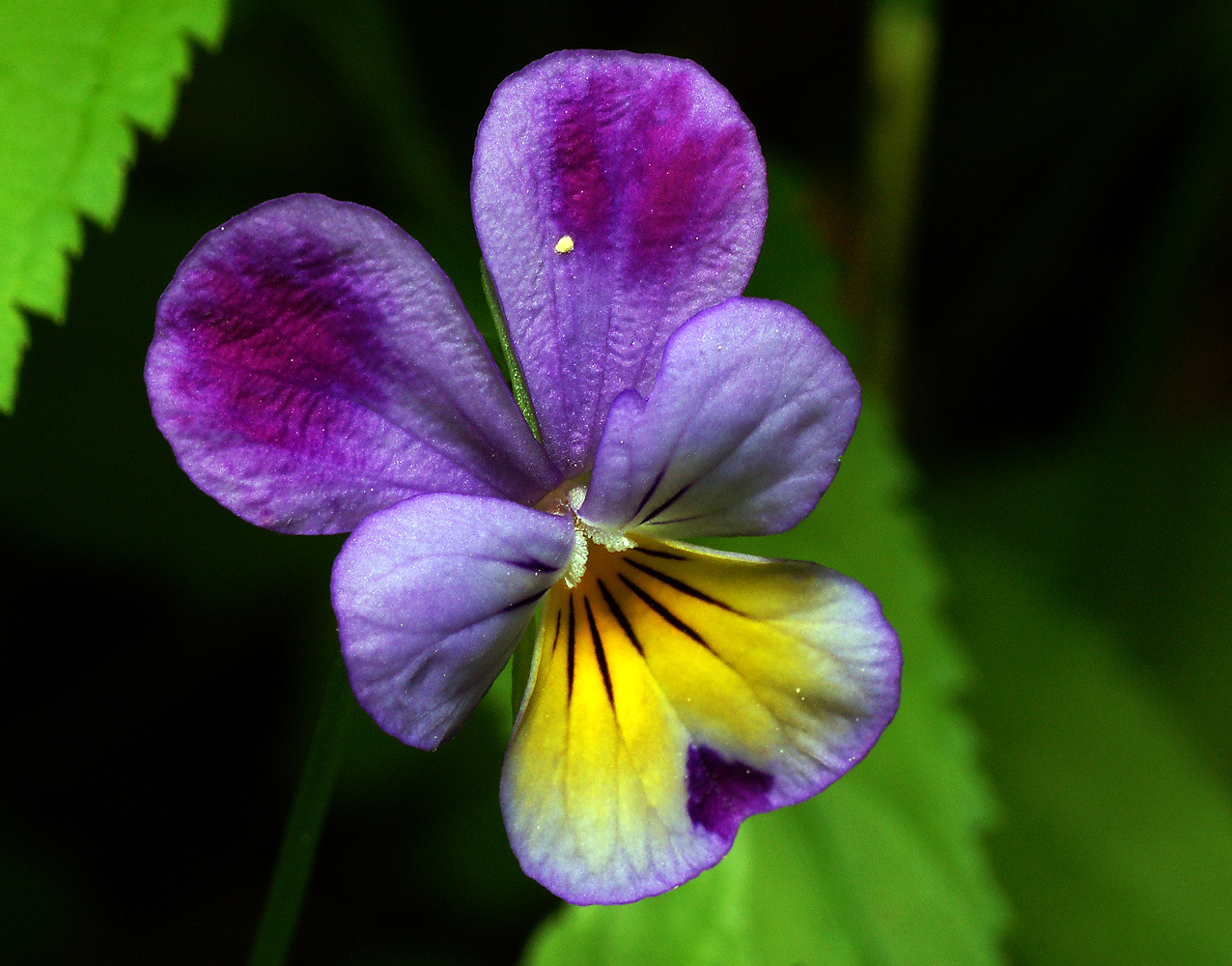 Изображение особи род Viola.