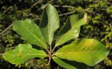 Fagus orientalis