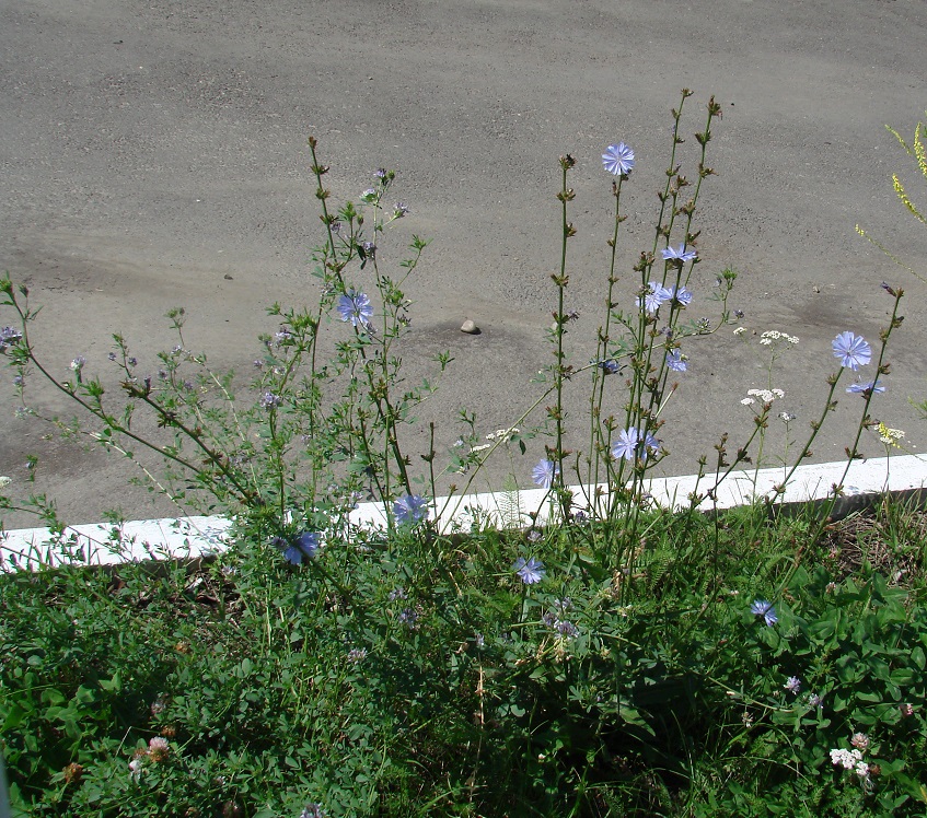Изображение особи Cichorium intybus.