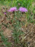 Centaurea stoebe