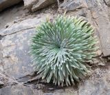 Saxifraga longifolia