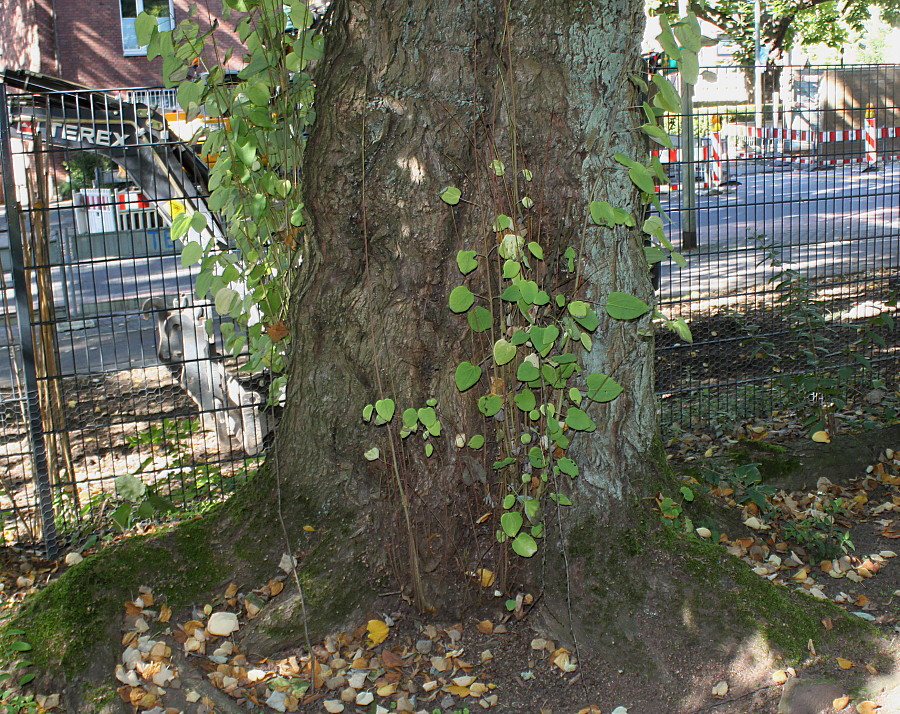 Image of Cercidiphyllum japonicum specimen.