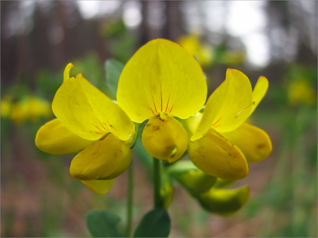 Изображение особи Lotus callunetorum.