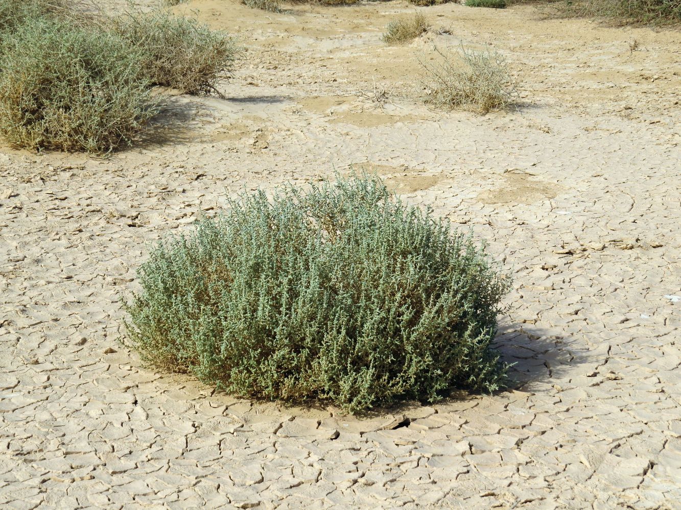 Изображение особи Salsola tetrandra.