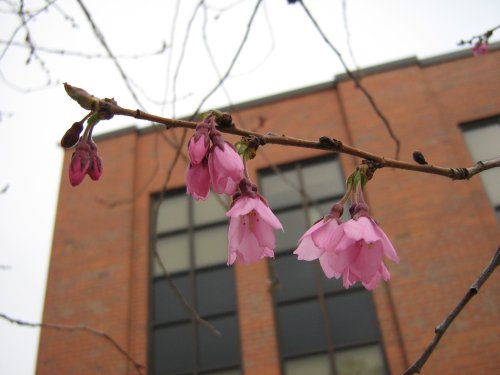 Image of genus Prunus specimen.