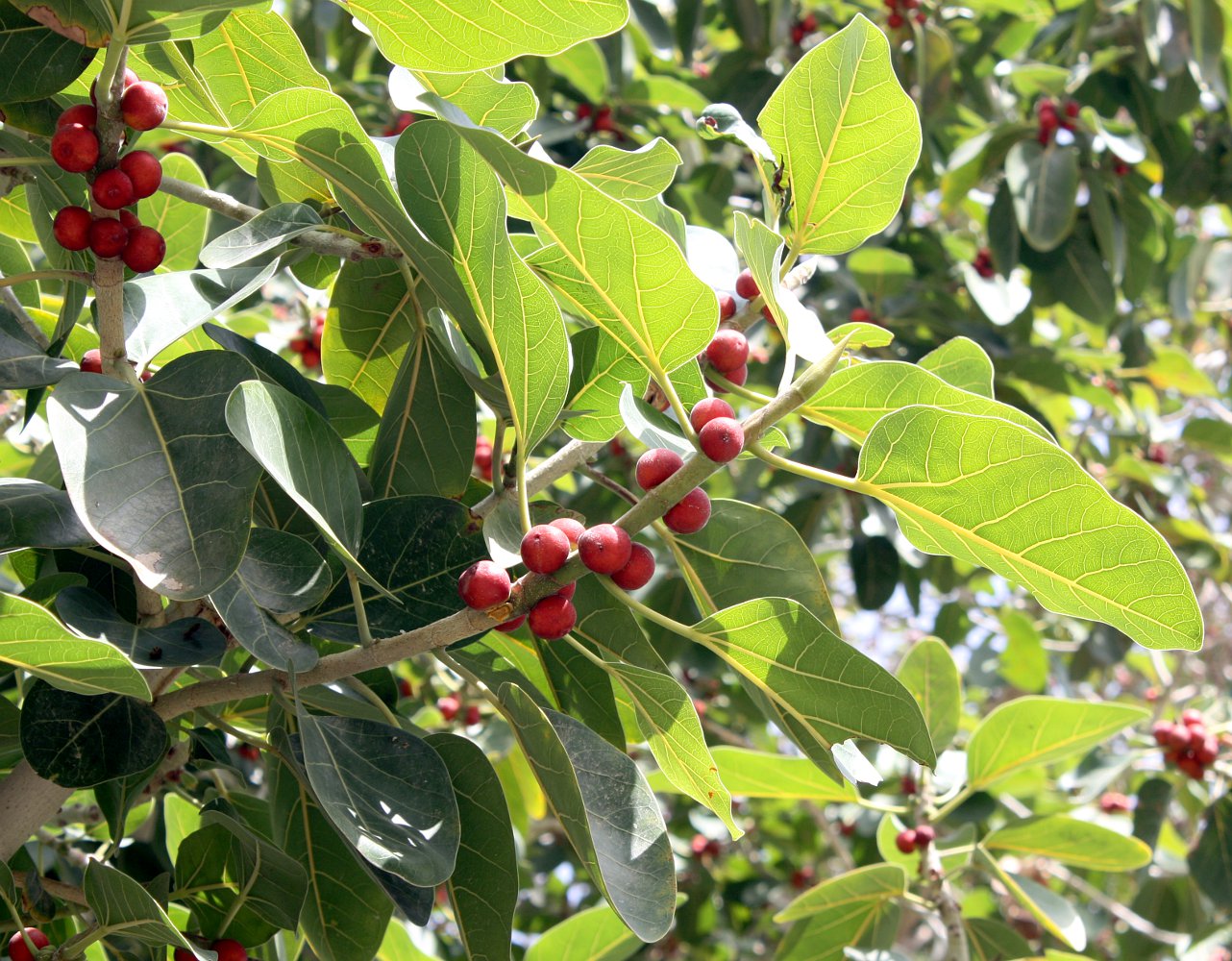 Изображение особи Ficus benghalensis.