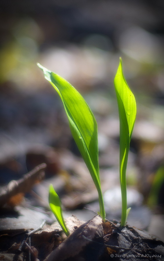 Изображение особи Allium ursinum.