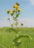 Image of taxon representative. Author is Тамара Риб