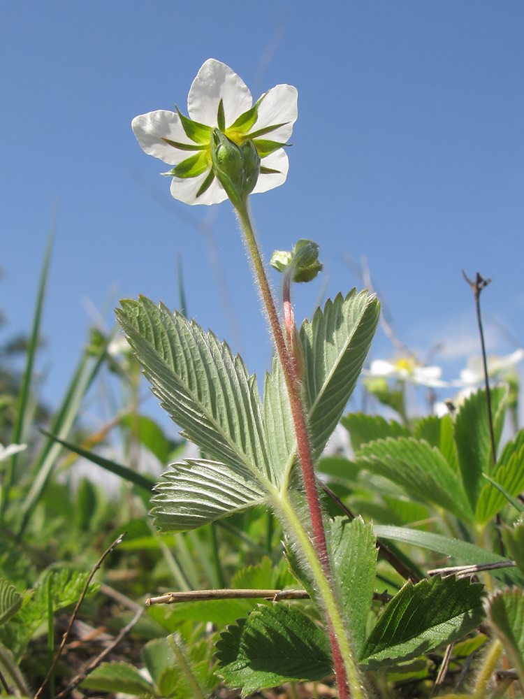 Изображение особи Fragaria viridis.