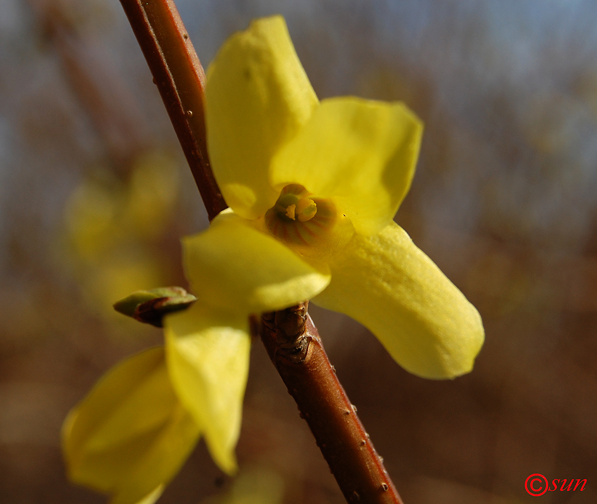 Изображение особи Forsythia europaea.