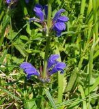 Dracocephalum ruyschiana. Часть соцветия. Восточный Казахстан, Глубоковский р-н, окр. с. Тарханка, склон сопки. 07.06.2013.