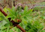 Sambucus miquelii