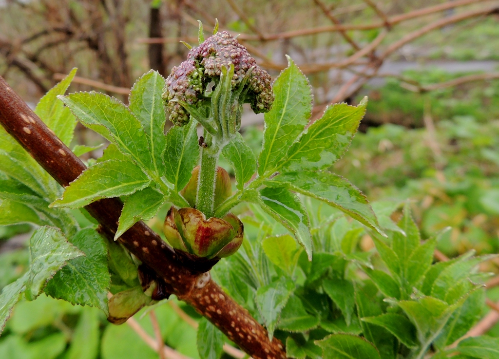 Image of Sambucus miquelii specimen.