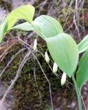 Polygonatum glaberrimum. Верхушка цветущего растения. Адыгея, левый берег р. Белая, вдоль тропы из пос. Каменномостовский до водопадов Руфабго. 27.04.2013.