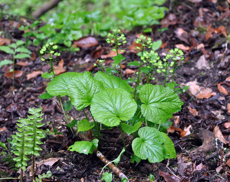 Изображение особи Pachyphragma macrophyllum.