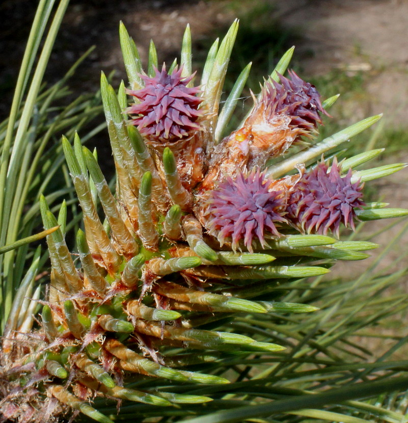 Изображение особи Pinus ponderosa.