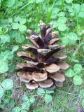 Pinus pallasiana