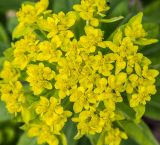 Euphorbia pilosa
