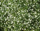 Stellaria graminea