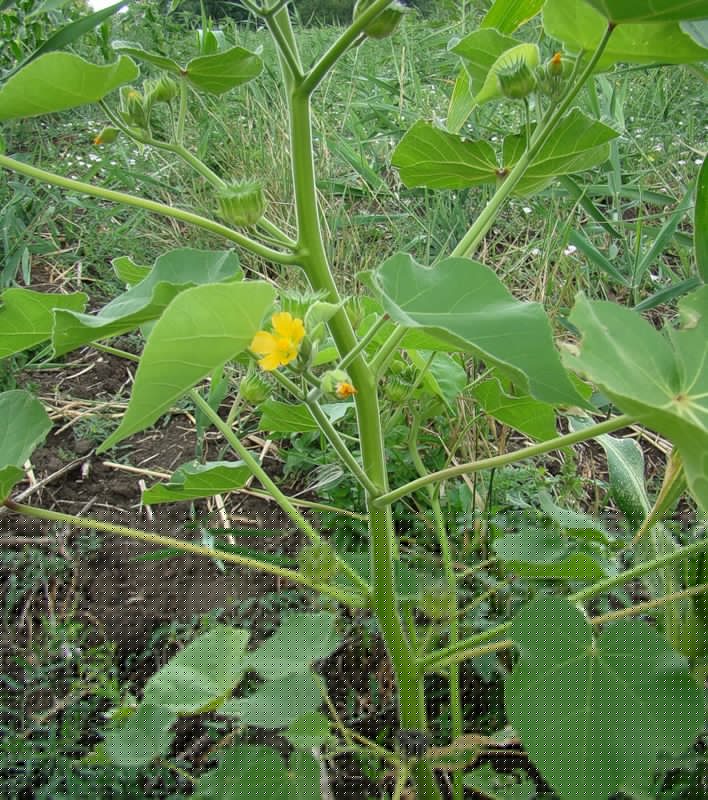 Image of Abutilon theophrasti specimen.