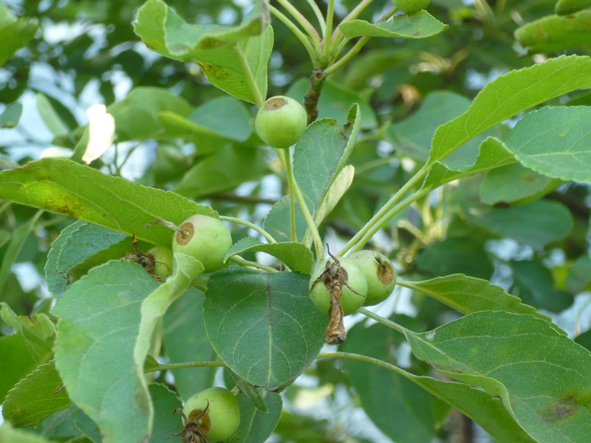 Image of Malus baccata specimen.