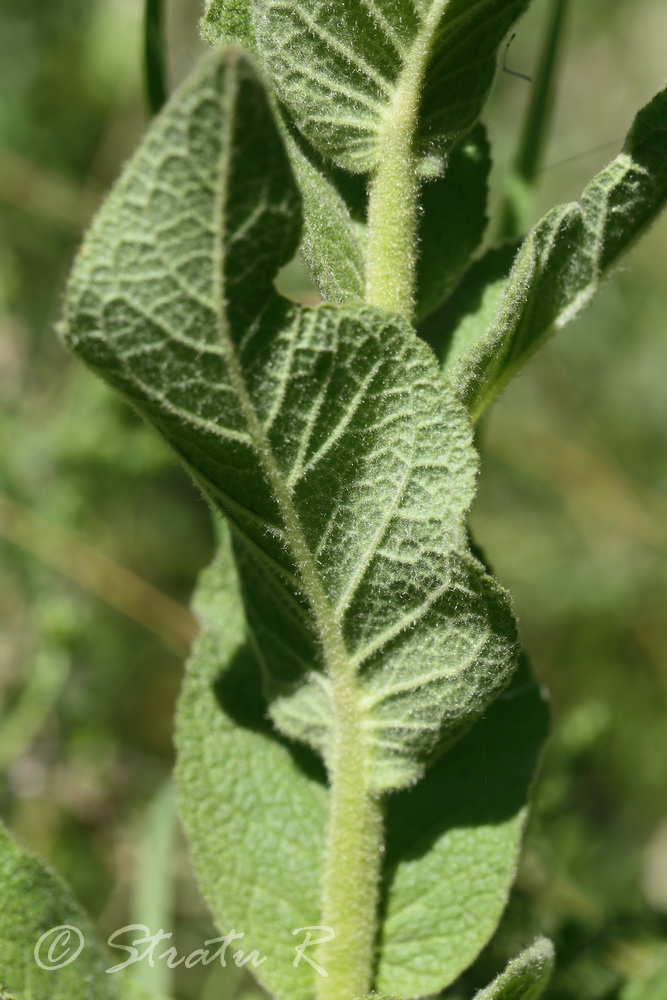 Изображение особи Verbascum ovalifolium.