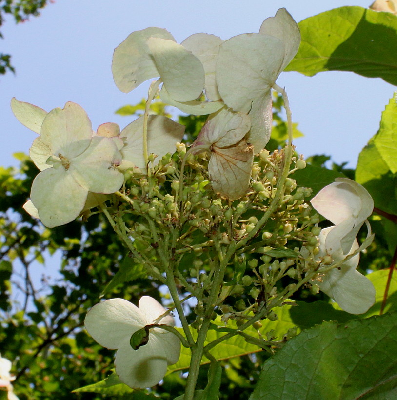 Изображение особи Hydrangea heteromalla.