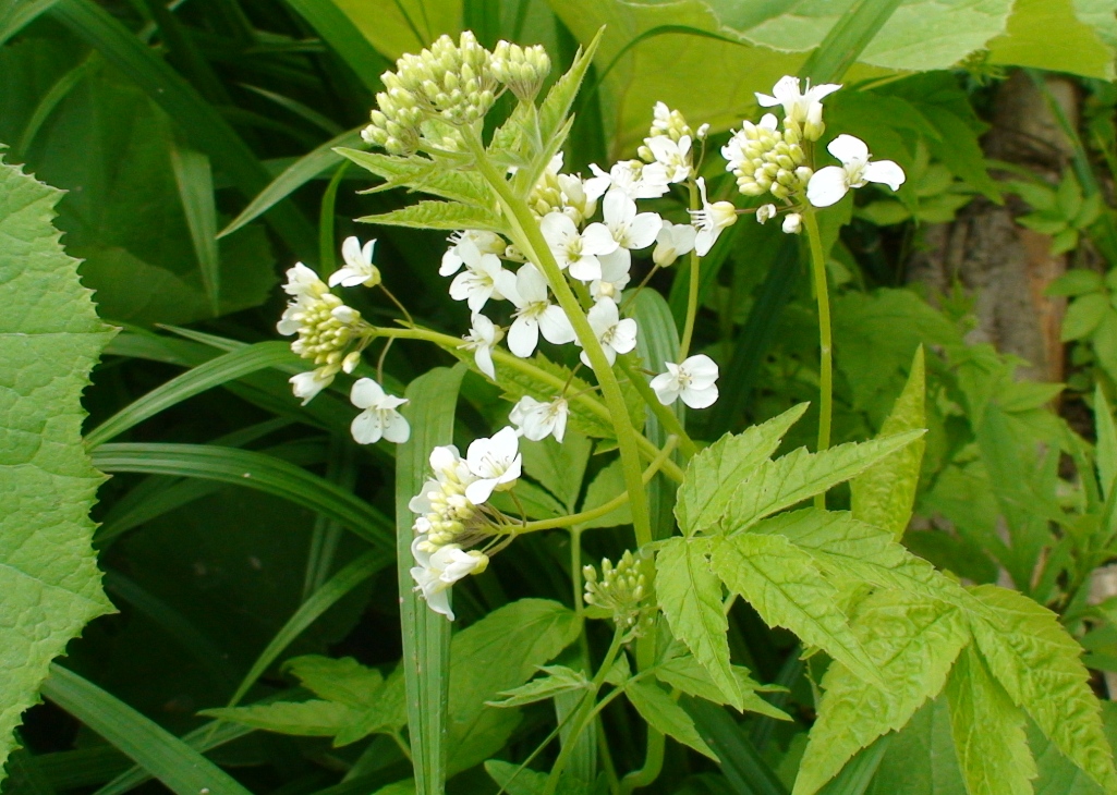 Изображение особи Cardamine leucantha.