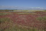 Salicornia perennans. Аспект плодоносящих растений. Греция, Халкидики, окр. с. Неа Потидеа (Νέα Ποτίδαια), периодически пересыхающая приморская заболоченная низина. 24.09.2014.