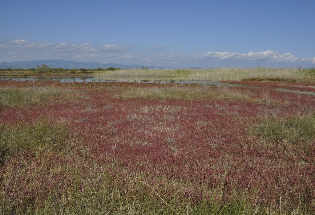 Изображение особи Salicornia perennans.