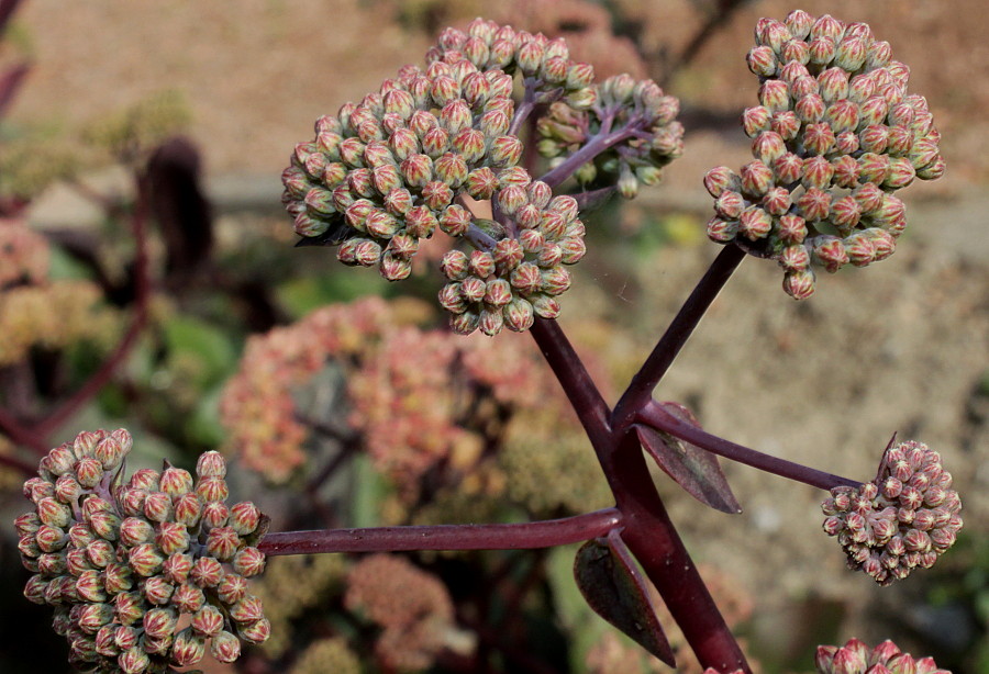 Изображение особи Hylotelephium triphyllum.