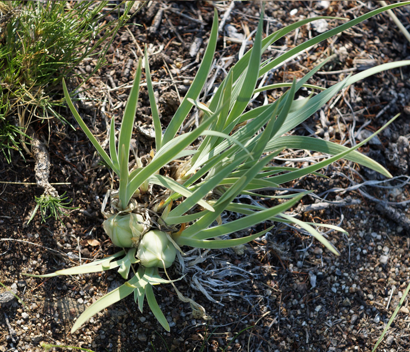 Image of Iris potaninii specimen.