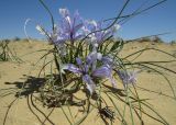 Iris tenuifolia