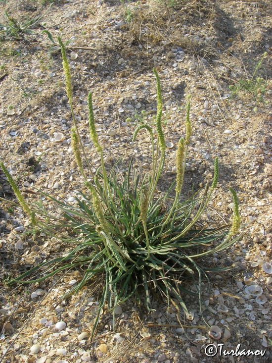 Изображение особи Plantago salsa.
