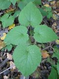 Lunaria rediviva. Молодое растение. Москва, ГБС. 3 октября 2008 г.