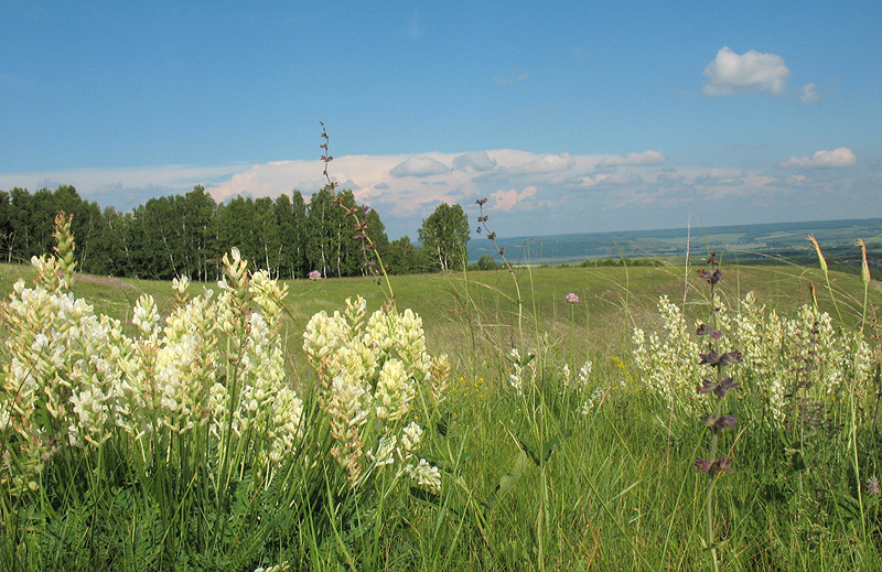 Изображение особи Oxytropis hippolyti.