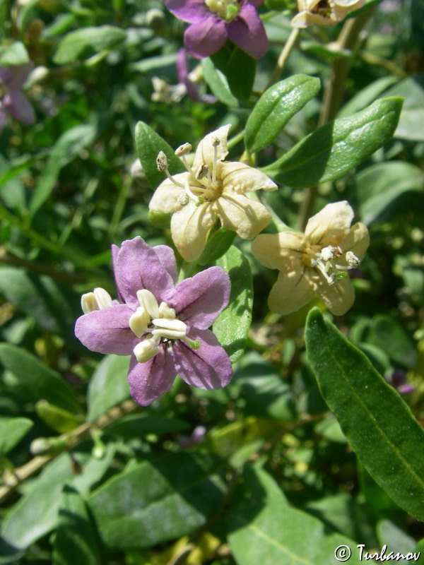 Изображение особи Lycium barbarum.