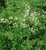 Clematis brevicaudata