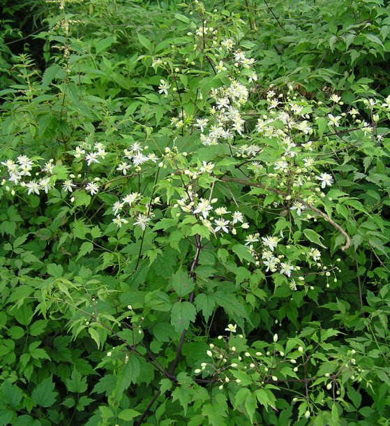 Image of Clematis brevicaudata specimen.